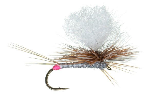 Hot Spot Para Wulff (6-pack)